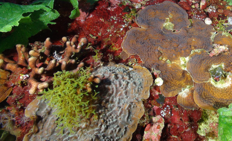 Example of corals and algae found on Pulley Ridge.