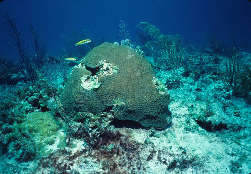 Shallow water colony of the great star coral, Montastraea cavernosa
