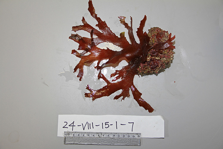 An unidentified Rhodophyta, or red alga, collected by the Mohawk