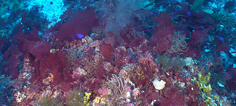 The purple reeffish, Chromis scotti, on a mesophotic coral reef. Pulley Ridge is home to the deepest photosynthetic coral communities off the continental United States