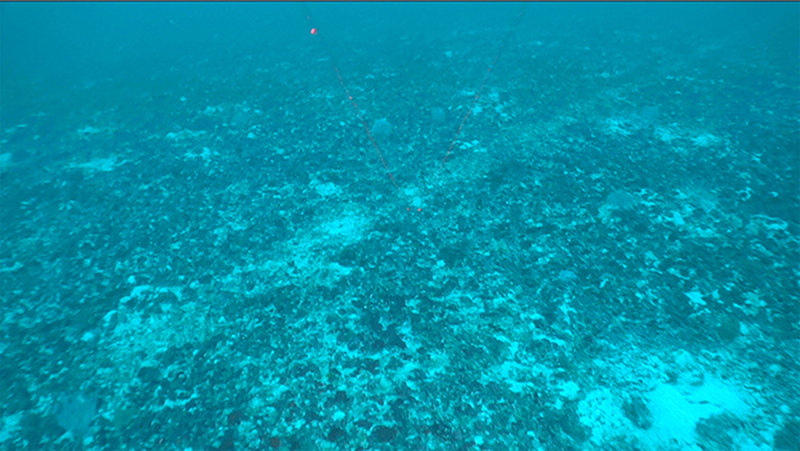 Gouges across the bottom likely caused by bottom trawling for fish.