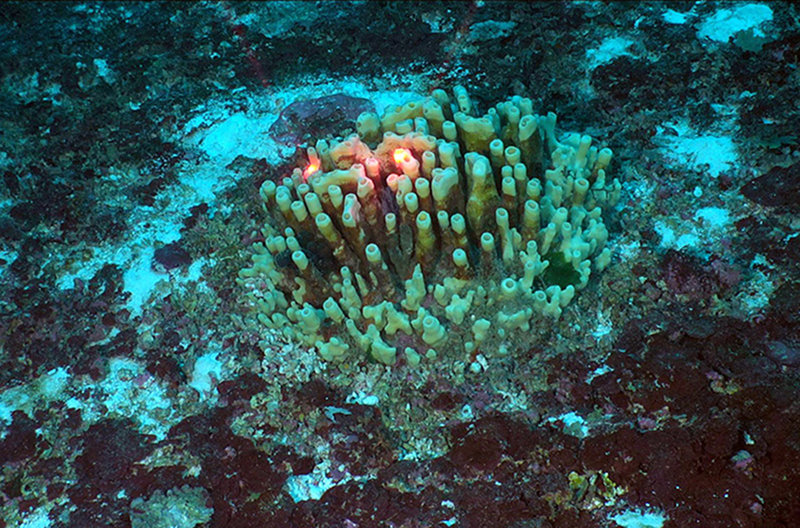 First sighting of Oceanapia, a spectacular sponge, on Pulley Ridge