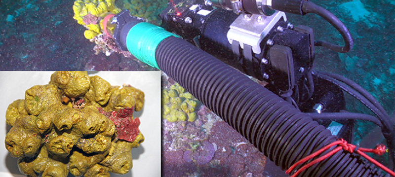 The remotely operated vehicle collected a sample of Spongosorites. The inset photo shows the same sponge in the R/V F.G. Walton Smith wet lab. This sponge is known to contain a compound with powerful anti-inflammatory properties
