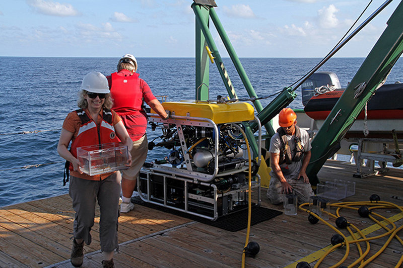 Carrying a sample from the ROV Bio Box