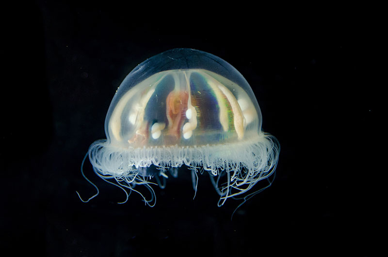 This jellyfish is Benthocodon hyalinus and is found in the water column throughout the Pacific Ocean, from the Arctic Ocean to Antarctica. This specimen was collected by the Global Explorer ROV.