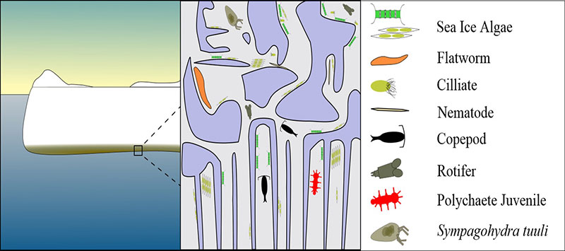 Cartoon depiction of the brine channel system (BCS) occupied by sympagic algae and meiofauna.