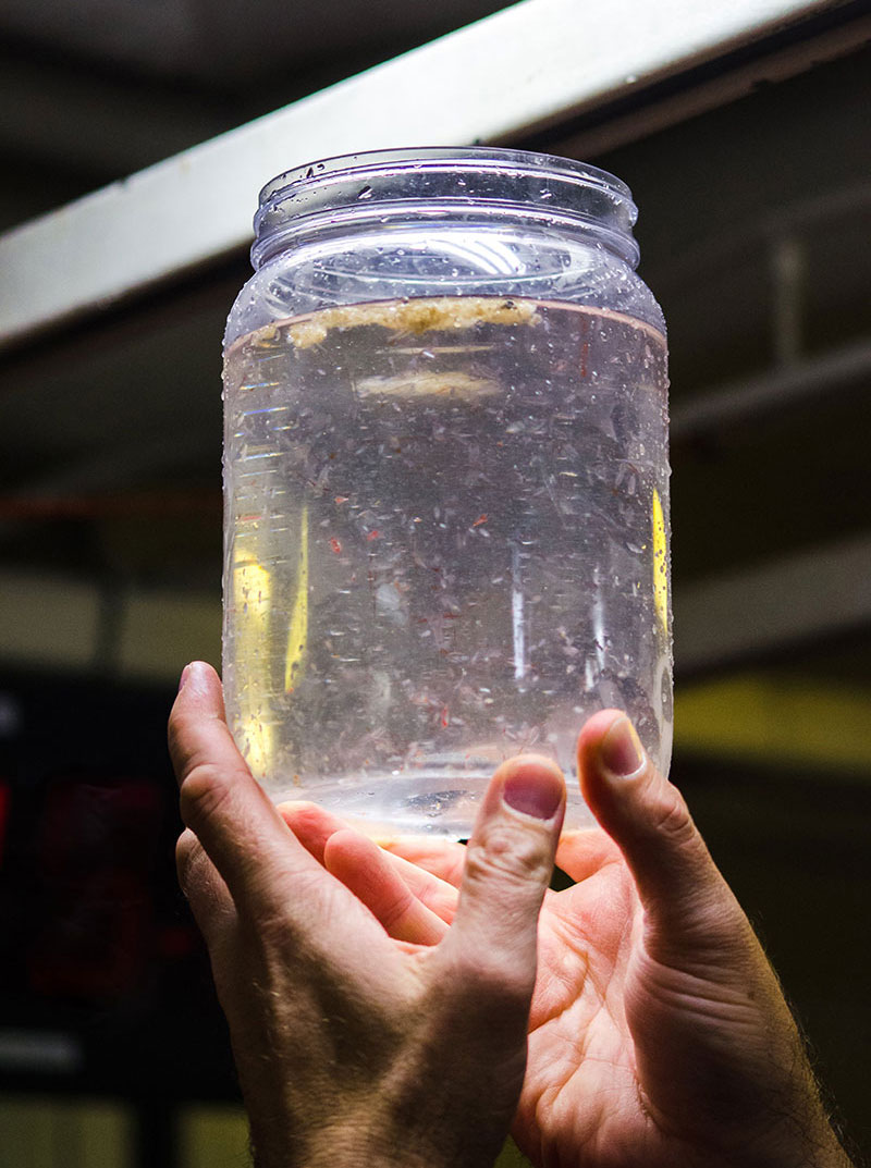 This jar of plankton and sea water was collected by the plankton net. The red copepods are apparent under the light.