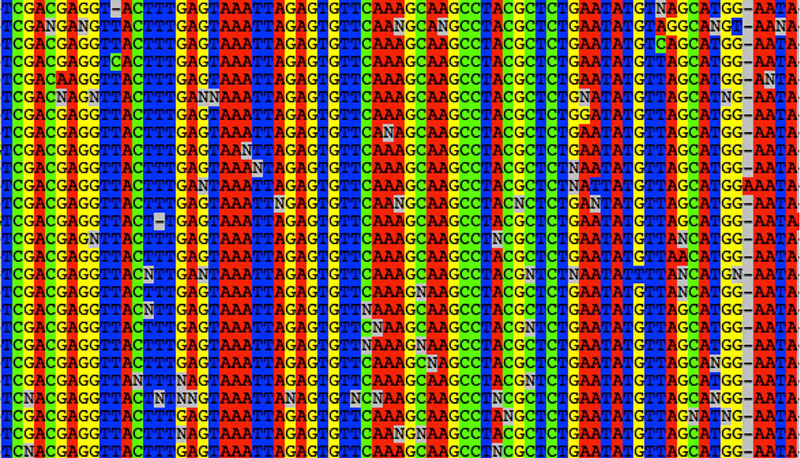 An 18S ribosomal RNA gene alignment derived from an Arctic seawater sample. Each row denotes a separate sequence barcode.