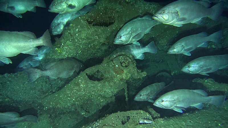 Different types of fish rely on the U-576 for habitat.