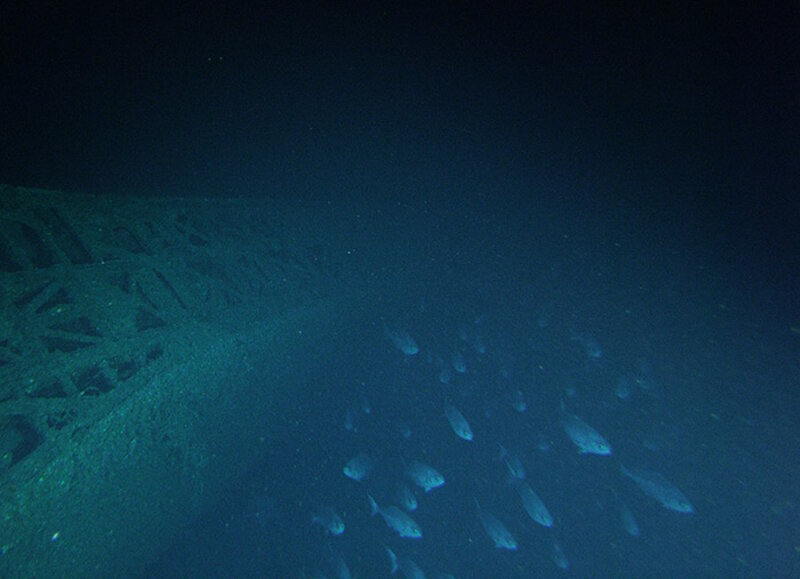 School of silvery fish glides above the deck of the U-576.