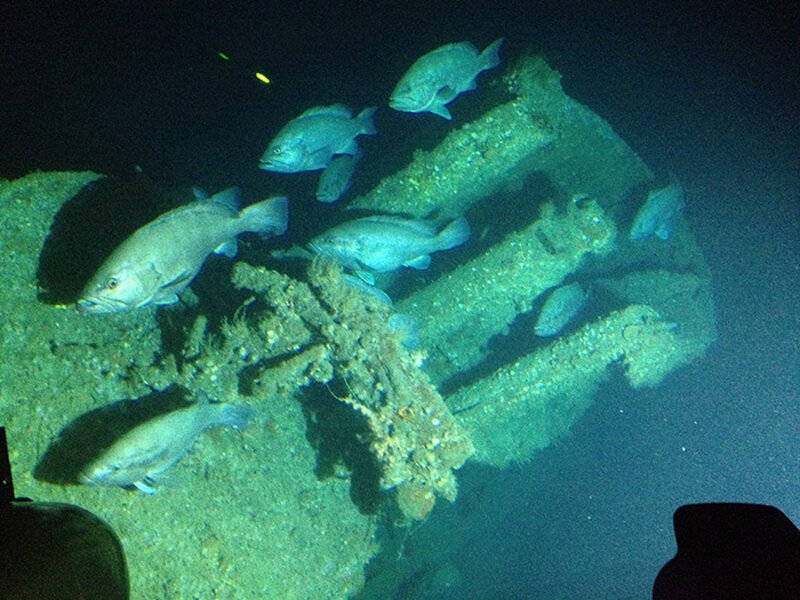 U-576 conning tower and grouper fish.