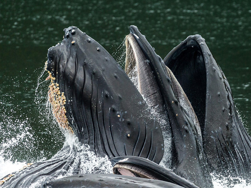 Glacier Bay National Park provides a sheltered habitat for humpback whales. Here, three humpback whales feed on the bountiful waters of the park.