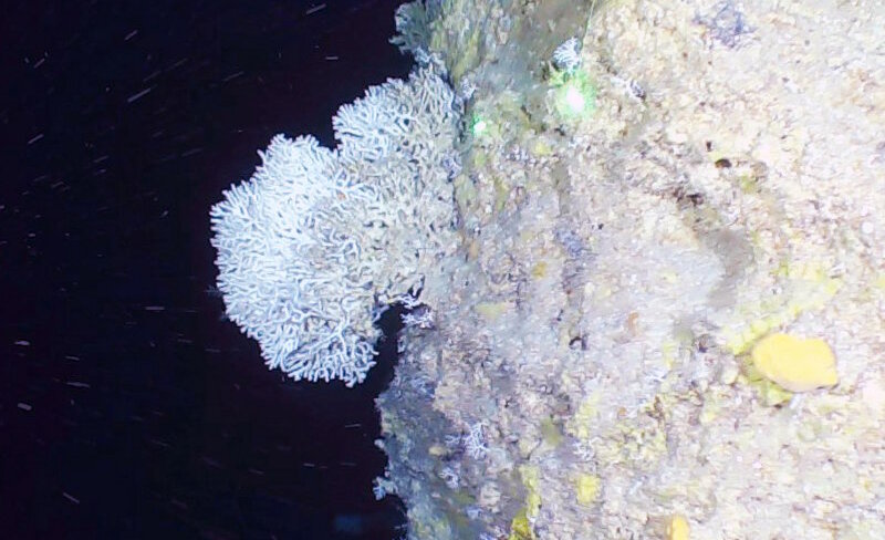 Los corales duros en la zona mesofótica profunda de los 75 a los 125 metros fueron menos comunes. Las colonias de Madracis y de Stylaster -aunque raras- se encontraban generalmente en una orientación perpendicular a la corriente para maximizar la alimentación