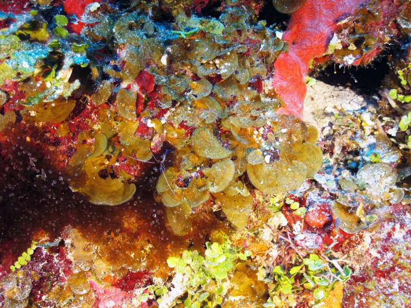After Halimeda, Lobophora, a brown alga (Phylum Ochrophyta), is the most abundant seaweed on Cuban mesophotic reefs. Once thought to be only one species (L. variegata) in the Caribbean, recent research has revealed multiple species, which we will distinguish following analysis of the samples we are taking.