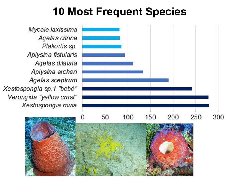 Depth distribution of 10 most frequently occuring sponges.