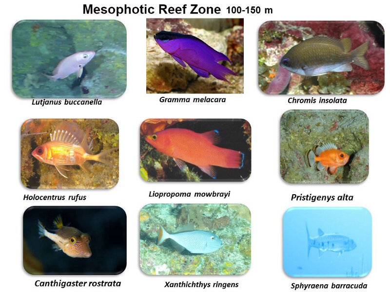Commonly occurring fishes we observed in Cuba’s deep mesophotic zone, as summarized in cruise-end presentation by Alain García Rodríguez.