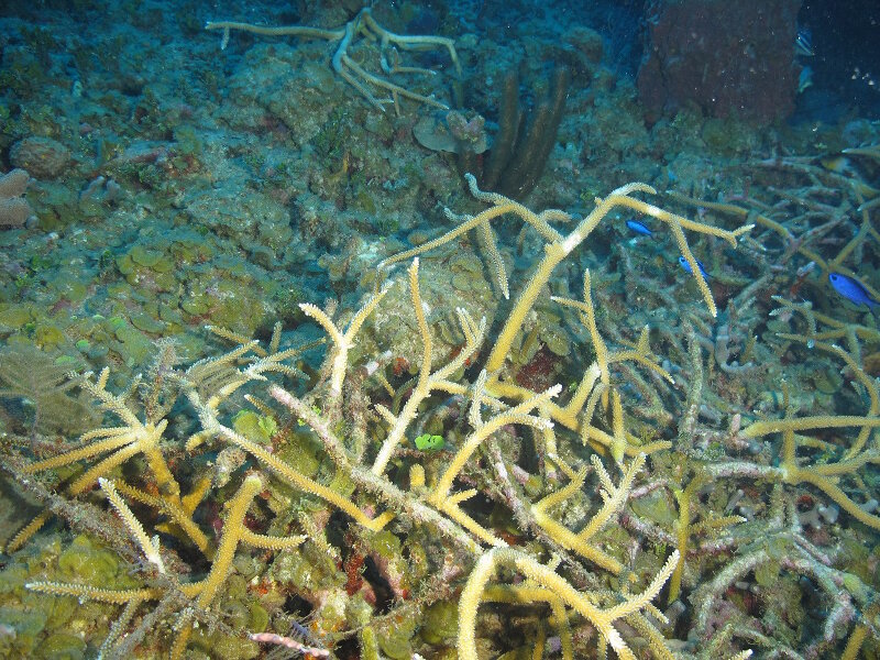 The staghorn coral (Acropora cervicornis) was once one of the most important Caribbean corals in terms of its contribution to reef growth and fishery habitat, but in the 1980s, its populations collapsed throughout Florida and the Caribbean due primarily to disease (usually White band disease). We saw several healthy stands in our dives along the southern coast of Cuba.