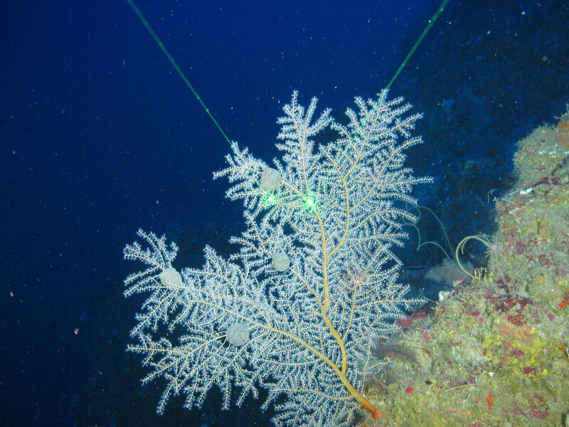 We saw the gorgonian Swiftia exerta along the walls on several dives, sometimes with balled-up basket stars living on them.