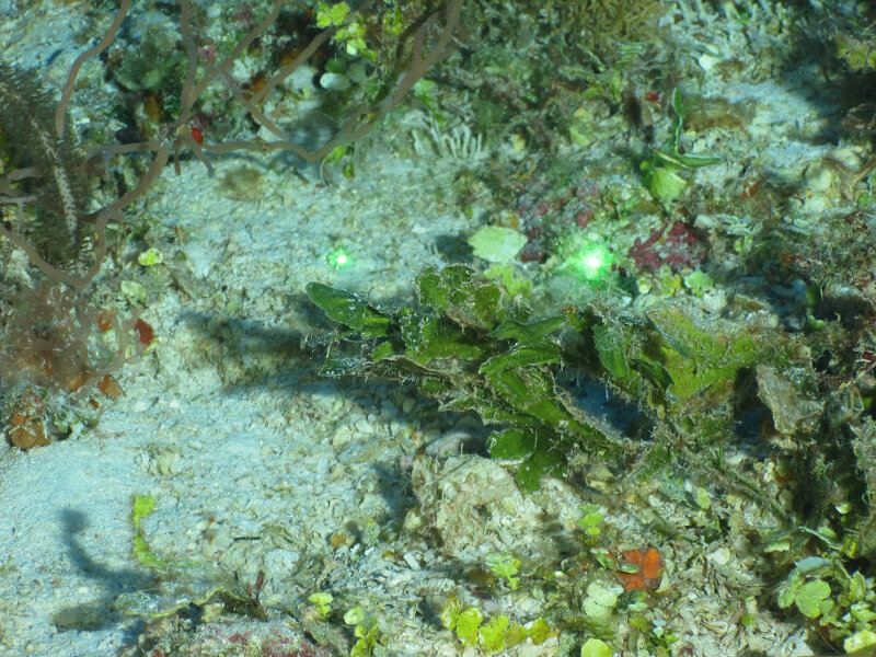 We found a new depth record for Anadyomene, 120 meters at Cayo Coco. This green alga has a conspicuous pattern of large cells that resemble veins in leaves.