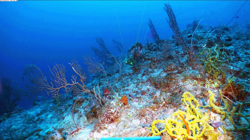 The top of the reef wall at 45 meters depth is covered in a diverse array of sponges (rope sponges, Iotrochota birotulata; orange stalked sponges, Axinellidae), gorgonians (brown sea fan, Iciligorgia schrammi), black whip corals (Stichopathes), and scleractinian corals.
