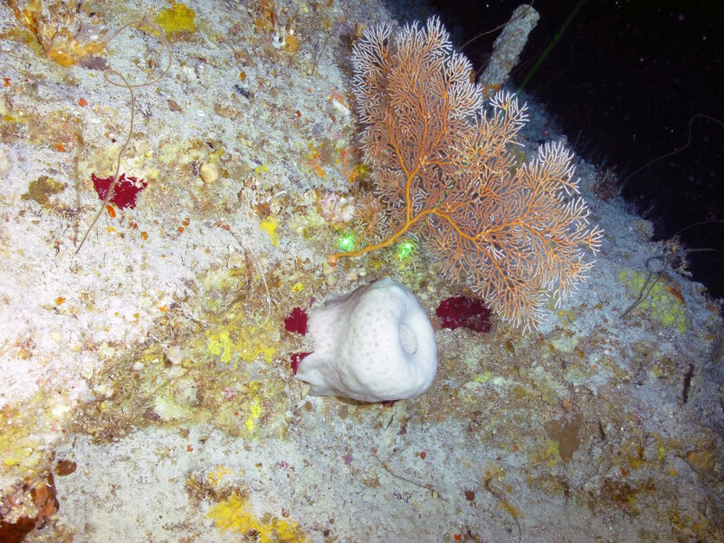 A sea fan Nicella goreaui and vase sponge Xestospongia sp. found along one of the many small ledges in the lower mesophotic zone (115 meters depth). Steep slopes do not prevent organisms from thriving in this environment.