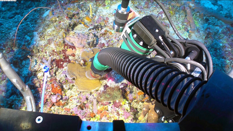 Using the ROV suction hose to collect fragments of Agaricia sp. off the top of the wall in the upper mesophotic zone at 50 meters depth. The vacuum prevents small pieces from falling out of reach once they break.