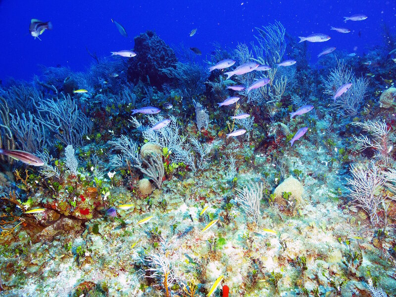 The number of species observed in Cuba’s mesophotic reefs is quite impressive.