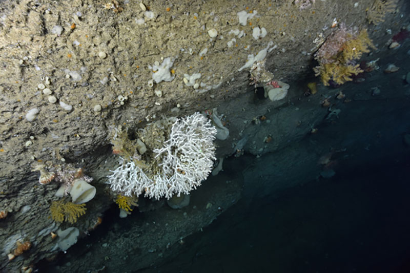 The colonial stony coral Lophelia pertusa (white) with Paramuricea (yellow), along with sponges and stony cup corals (both white) on a vertical wall in an unnamed “minor” canyon between Munson and Nygren Canyons.