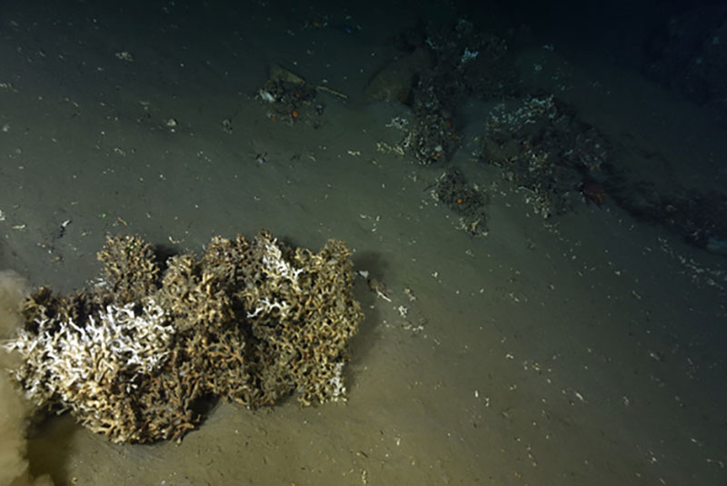 Example of a large detached block of mostly dead (brown skeleton) stony coral Lophelia pertusa on the seafloor of an unnamed canyon between Heezen and Nygren Canyons.