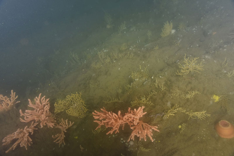 Deep-sea corals Primnoa (pinkish) and Paramuricea (yellow) on a steep wall in Western Jordan Basin, U.S. Gulf of Maine.