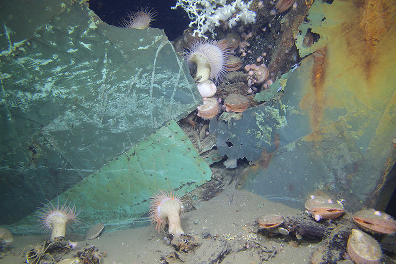 The 19th-century wooden-hulled Ewing Bank wreck demonstrates that shipwrecks attract diverse fauna even in 2,000 feet of water.