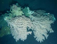 Deep soft corals