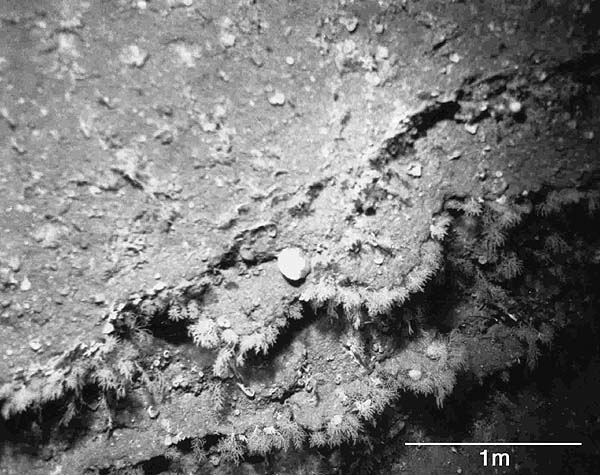 sponges in ocean. Sponges and corals growing rocky bottom on the Charleston Bump. Image courtesy of Islands in the Stream 2001, NOAA/OER.