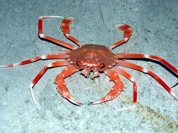 Photo Of Crab