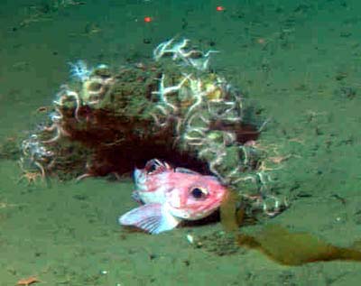 Thornyhead rockfish hiding under a rock covered with brittle stars is facing 
