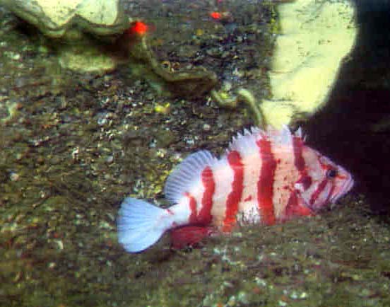 tiger rockfish and sponge 