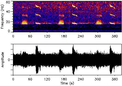 spectrogram of a blue whale