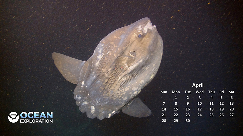 This ocean sunfish (Mola mola) was seen while exploring Norfolk Canyon off the coast of Virginia in 2013. Mola mola are the largest bony fish in the world. At their full adult size, they can reach three meters (almost 10 feet) in length and weigh up to 2,200 kilograms (about 4,800 pounds).