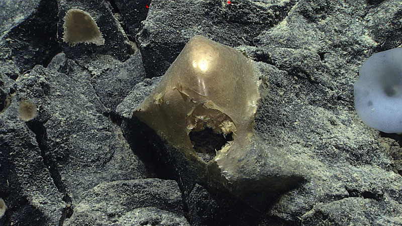 This unidentified specimen, seen in situ on a rocky outcropping at a depth of about 3,300 meters (2 miles), was seen on August 30, 2023, during Dive 07 of the Seascape Alaska 5: Gulf of Alaska Remotely Operated Vehicle Exploration and Mapping expedition.