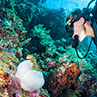 Raja Ampat, Indonesia, February 2013: A female diver shares a look with an anemone fish. 