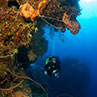 Photo of a diver exploring a healthy coral wall off the coast of Eleuthera in the Bahama Islands.