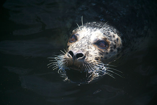 The photo was taken in Vancouver, British Columbia in August 2012. This harbor seal is a frequent visitor to the marina.