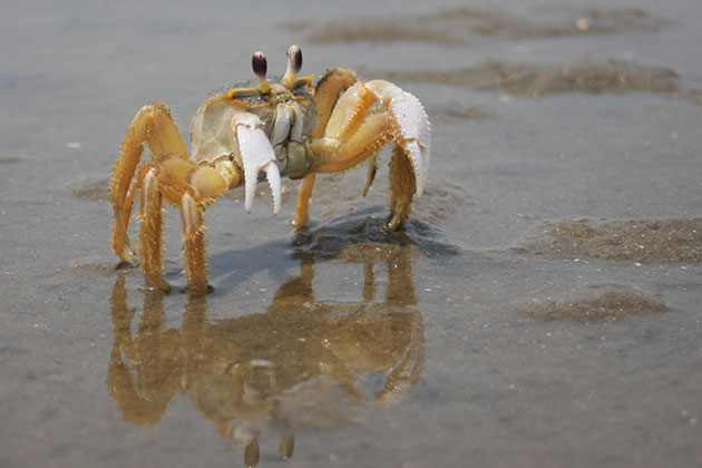 Ghost crab on Ossabaw beach, GA in 2009
