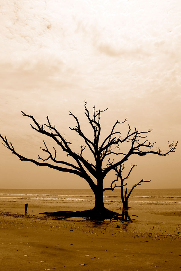 This photo was taken in Edisto, South Carolina in the summer of 2012. The beach is known for these beautiful and mysterious ghost trees.