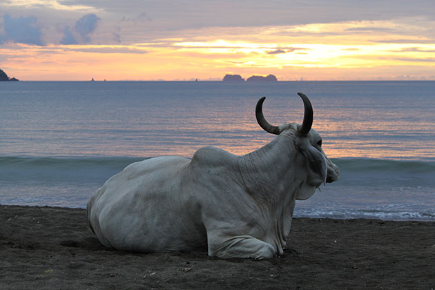 This photo was taken on Playa Potrero on the Guanacaste peninsula of Costa Rica. It depicts a cow that wandered onto the beach to enjoy a beautiful sunset with my wife and I.