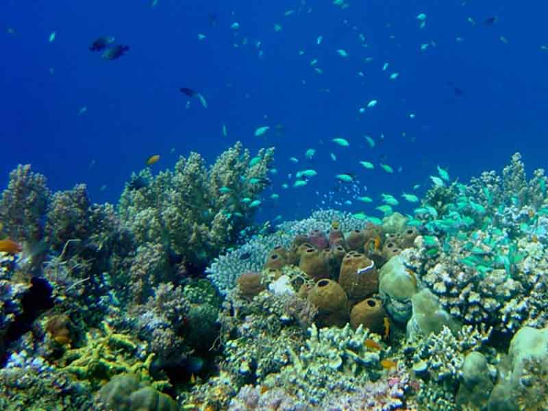The Coral Triangle region is known for its biodiversity, as evidenced by the multitude of organisms living in this small section of House Reef in the Philippines.