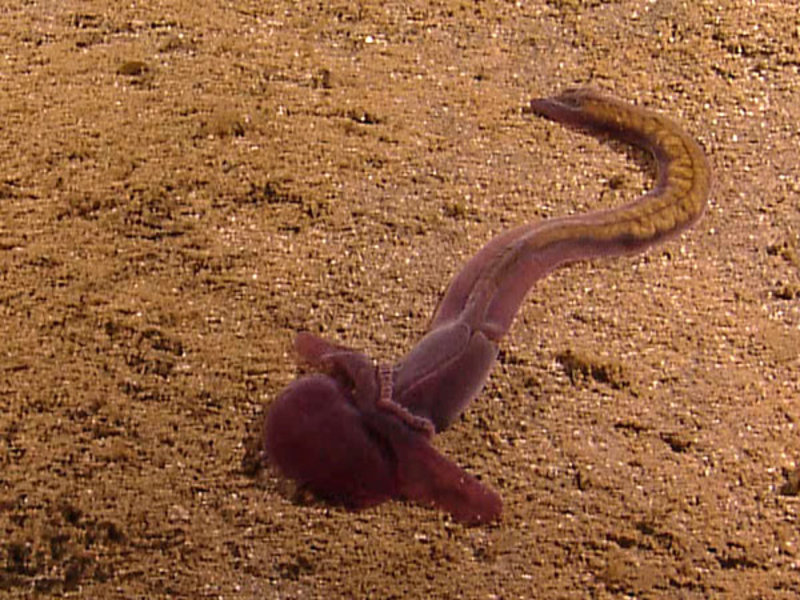 Close-up of large purple spoon worm seen during the dive on July 10.