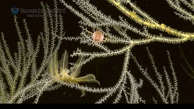 The anemones and sea lilies associated with this bamboo coral are probably taking advantage of their elevated position to capture suspended food particles more efficiently.