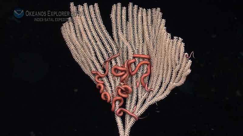 The association of this primnoid sea fan with the fleshy ophiuroids is common in the deep sea around the world.