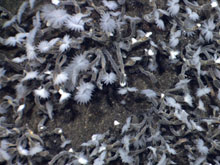 The barnacles are a type of goose-neck barnacle that grow on a stalk. The white fluff on the cirri is filaments of bacteria that grow in the passing vent water.